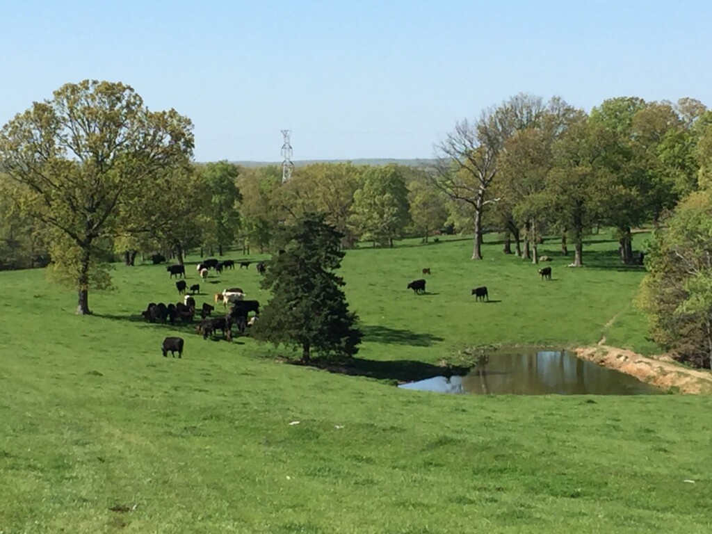 clover-meadows-beef-_-0500-image-2048x1536