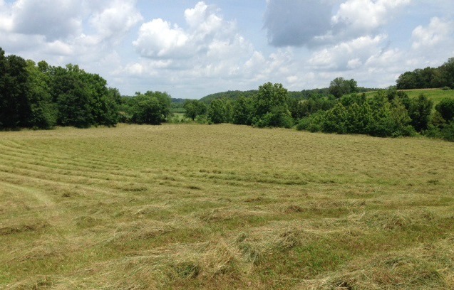 Cut Grass and Hay - Clover Meadows Beef Grass Fed Beef - St Louis Missouri