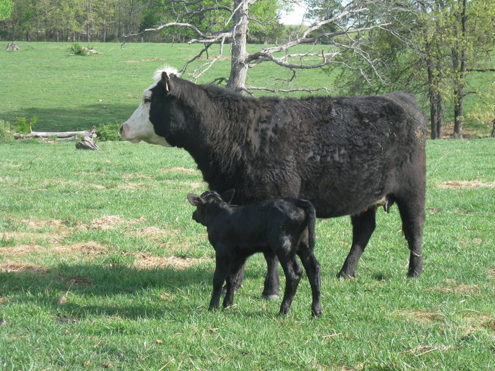 Clover Meadows Beef Cow and Baby