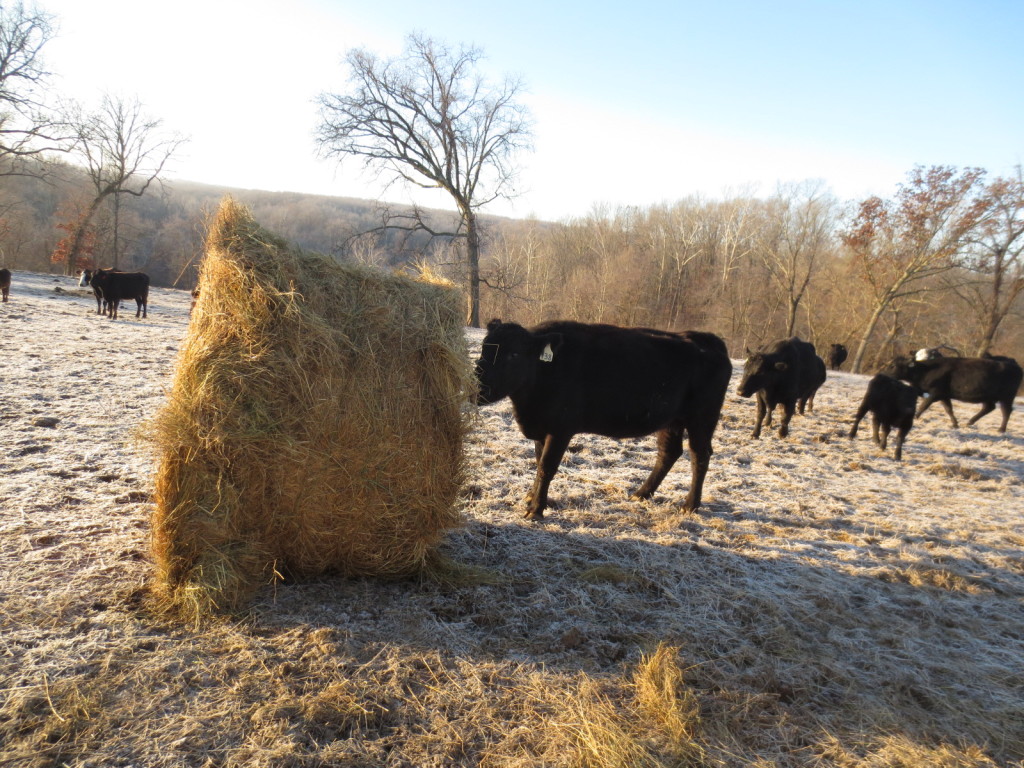 cow-hay-bale