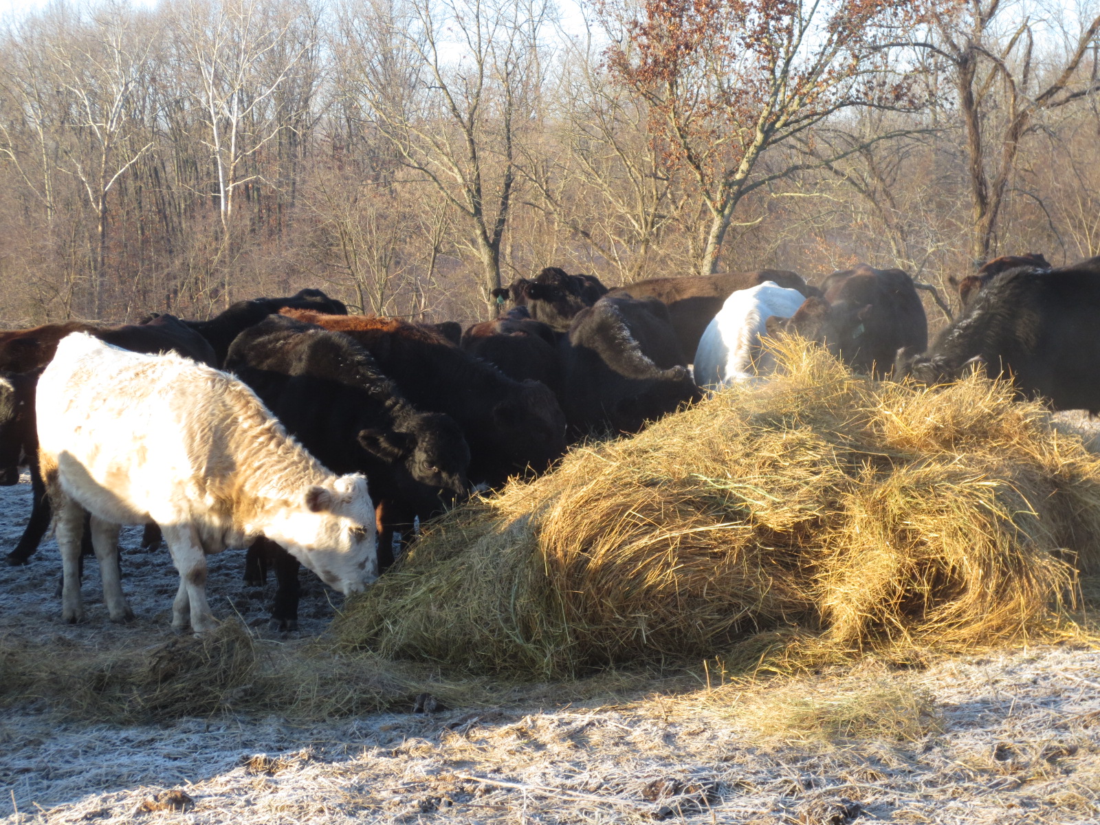 what do cattle eat in winter. making hay to feed cattle in winter. 