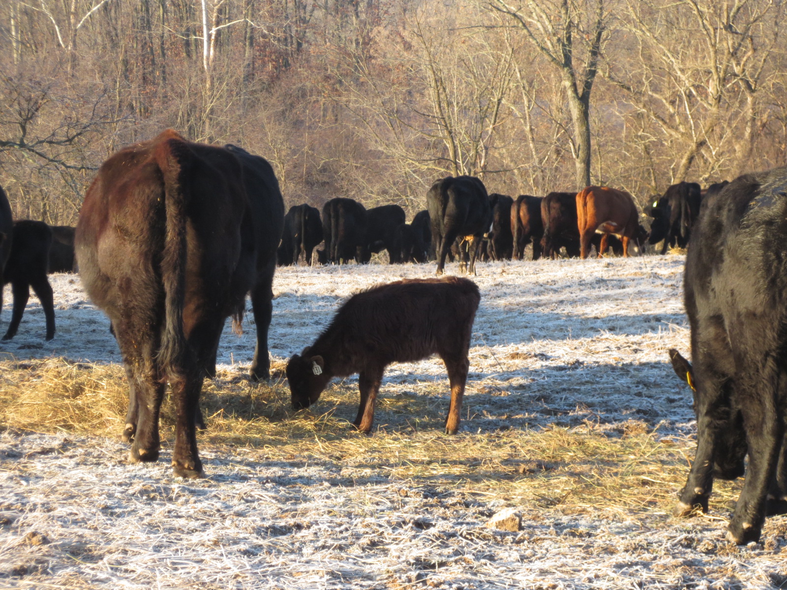 winter on the farm. what do cattle eat in winter. do cows get cold in winter. 
