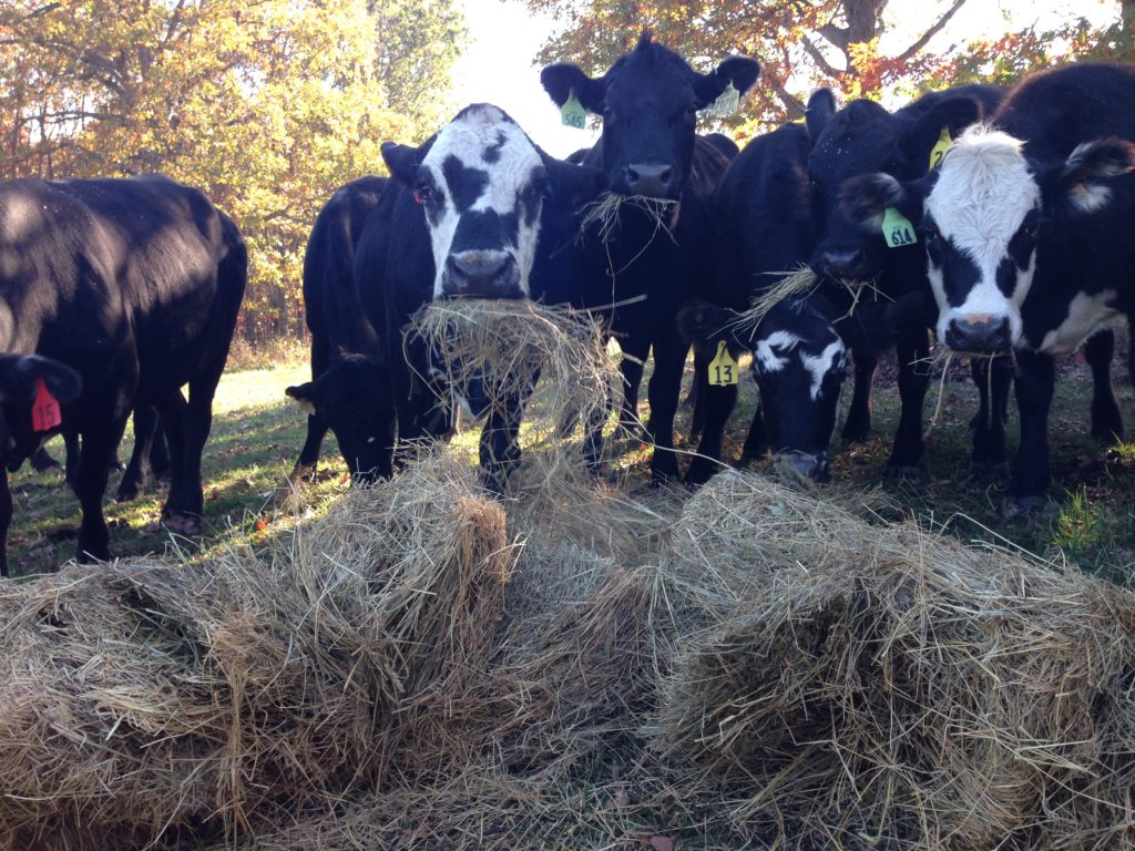 Cattle eating hay -  Clover Meadows Beef Local Grass Fed Beef St. Louis