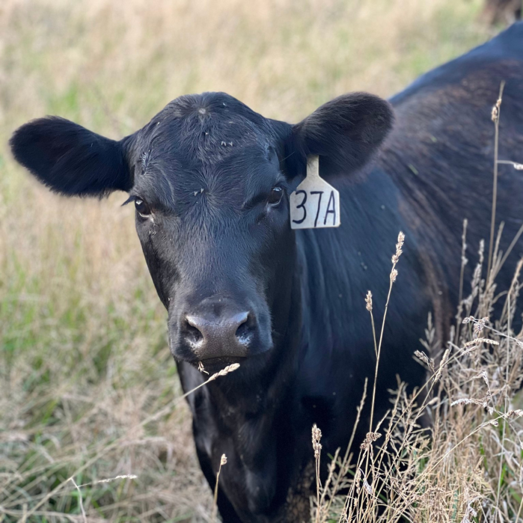 beef-breed-dairy-breed-difference-between-vs-beef-cattle-dairy-cattle