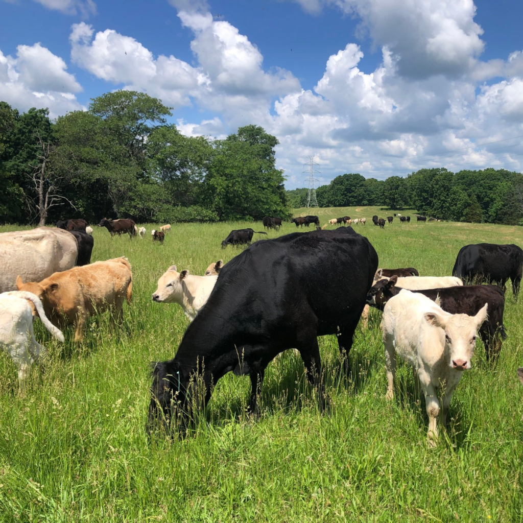 beef-breed-dairy-breed-difference-between-vs-beef-cattle-dairy-cattle-different-colors-clover-meadows-beef-grass-fed-beef-1-hanging-weight-vs-boxed-weight
