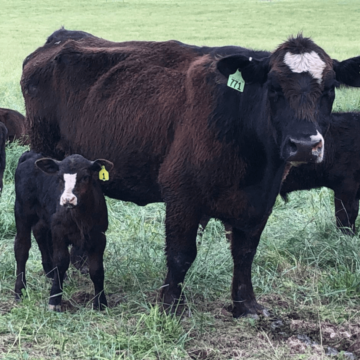 Cattle-Ear-Tags-Tagging-Cows-for-Identification-Clover-Meadows-Beef (1)