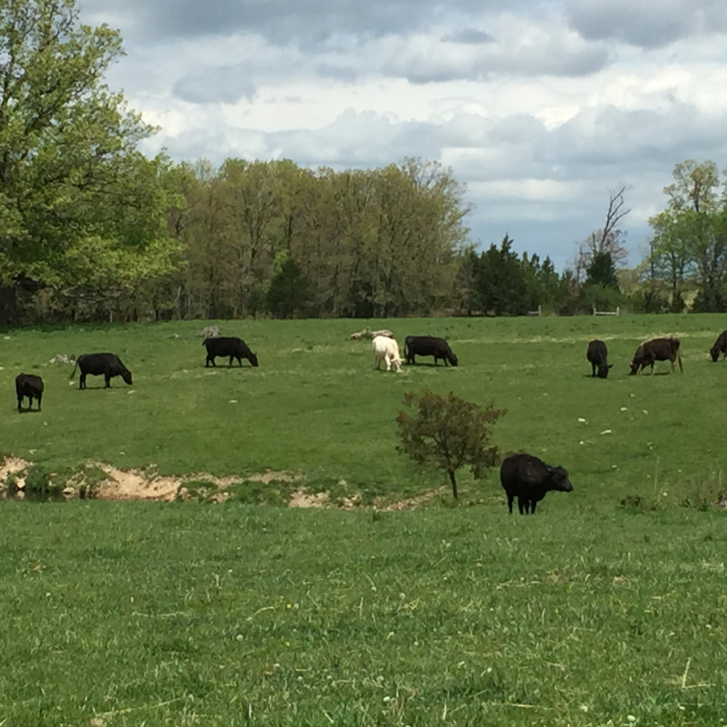 difference-between-cow-calf-heifer-steer-bull-cow-calf-operation-beef-cows-dairy-cows-cattle-clover-meadows-beef-grass-fed-beef2