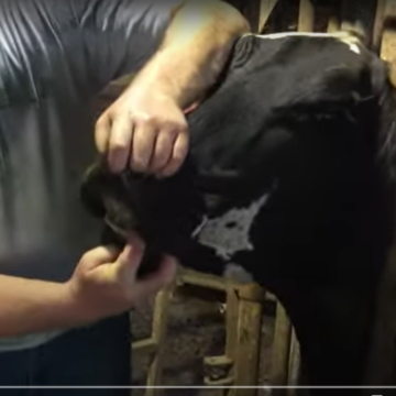 do-cows-have-teeth-clover-meadows-beef-grass-fed-beef-missouri