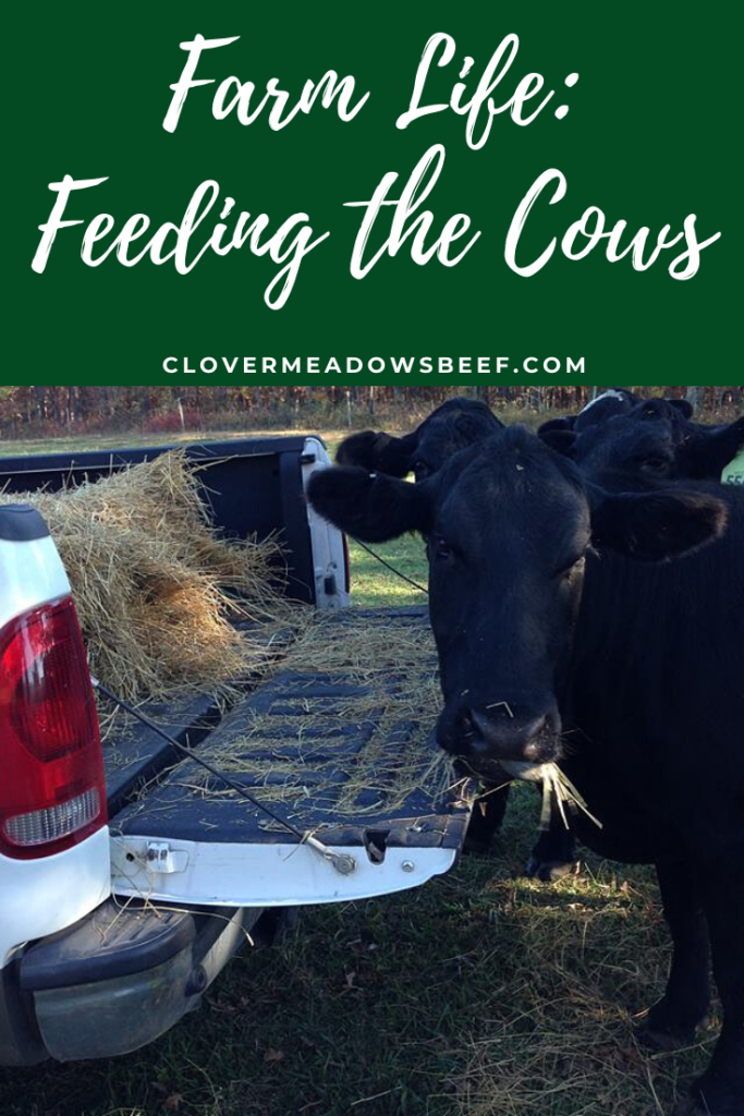 feed cows
