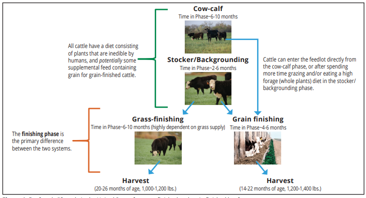 grass-fed-beef-grain-fed-lifecycle