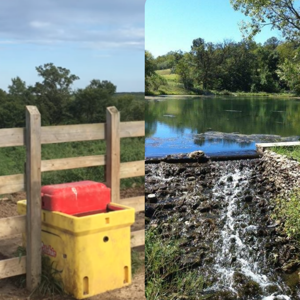 what-do-cows-drink - clover-meadows-beef-grass-fed-beef