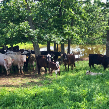 what-do-cows-drink-water-milk